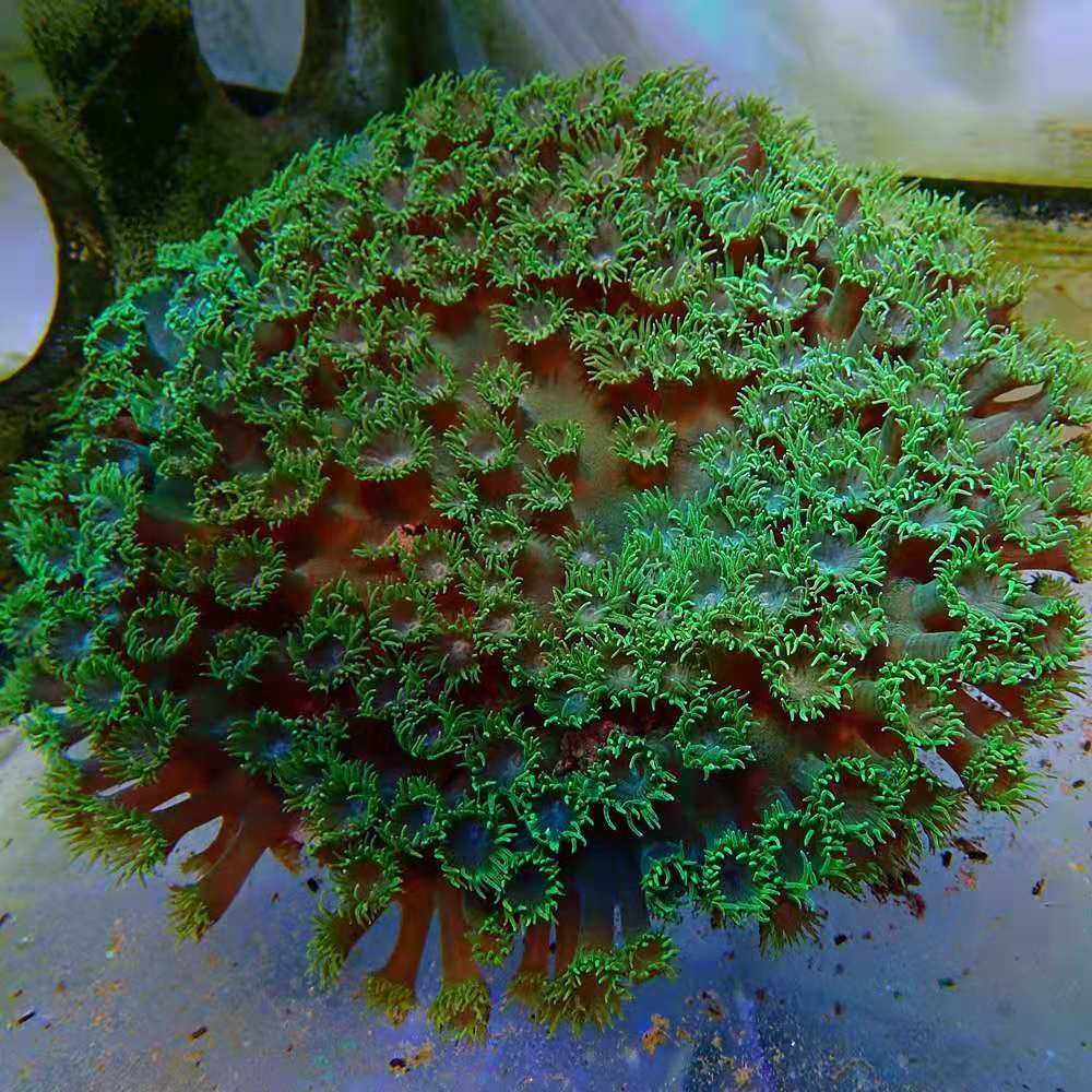 海水圆盘珊瑚马蹄海洋活体水缸生物水族观赏鱼