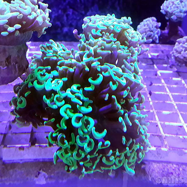 海水拍下发货榔头珊瑚气泡海葵观赏鱼鱼缸活体鱼