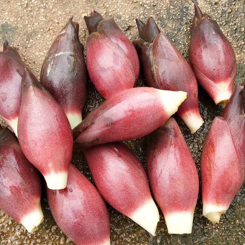 蔬菜姜蔬菜阳荷洋胡阳藿5斤野生姜新鲜蘘荷洋河其它