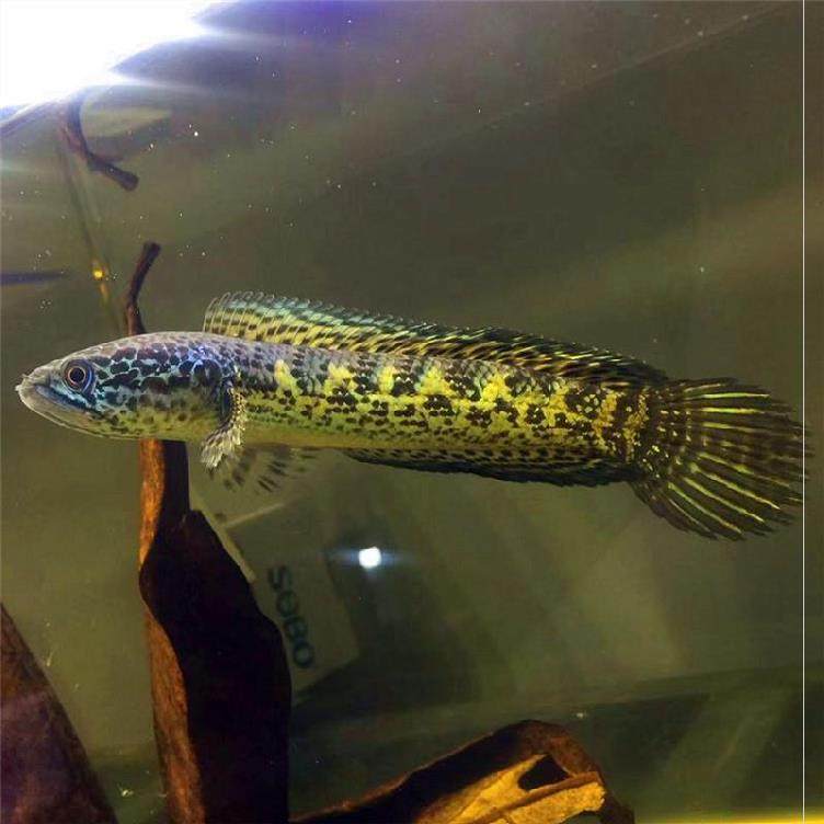 彩虹邮南手包新手包肉食性幼苗观赏鱼原生雷龙龙鱼鱼