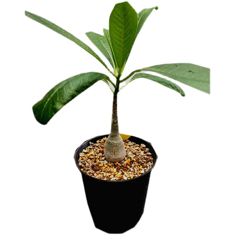 迪氏棒槌pachypodiumdecaryi块根植物一物一拍多肉植物