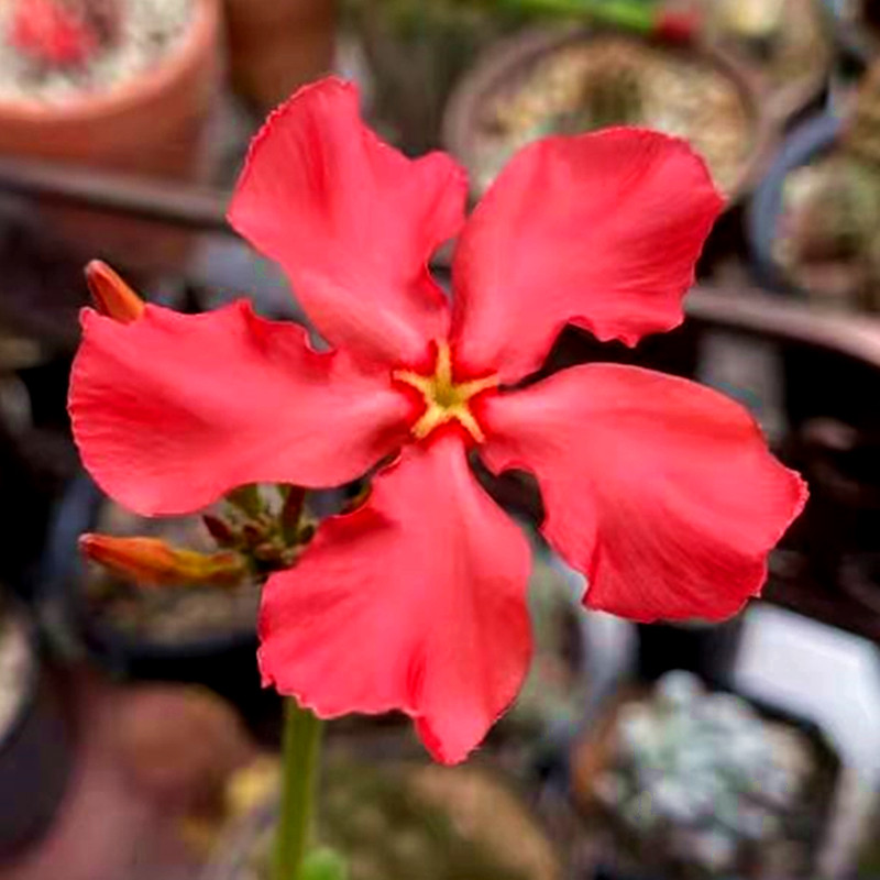 温莎瓶干pachypodiumbaroniivarw棒槌属实块根植物一物多肉植物