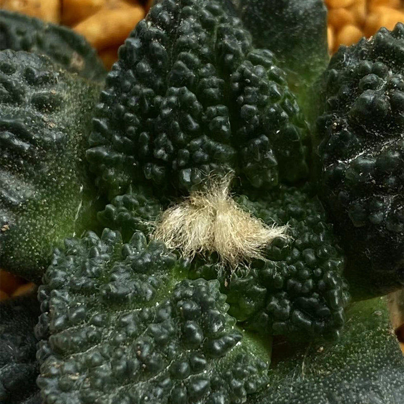 牡丹哥斯拉龟甲辛顿连山龙角实生一物一拍开花多肉植物