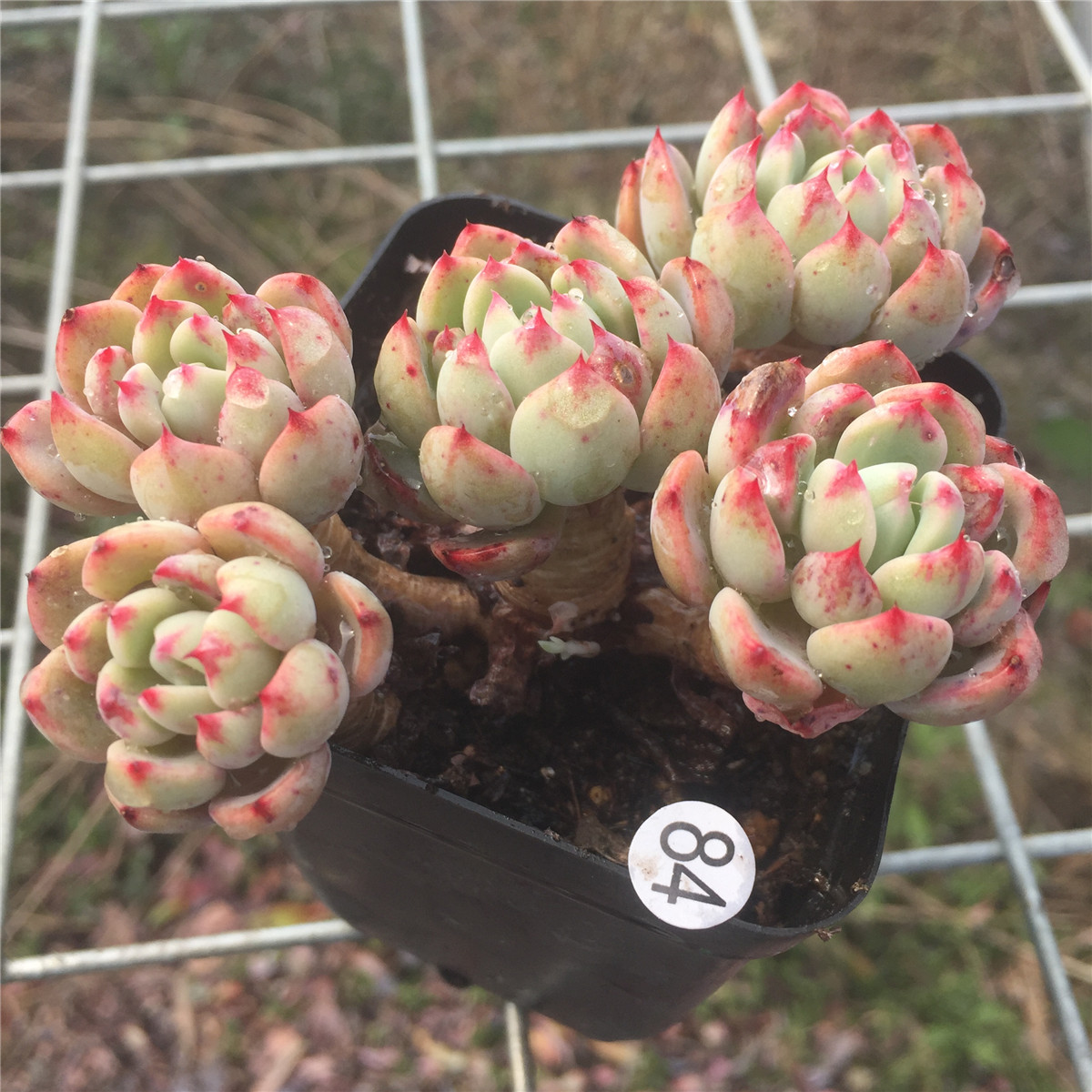 娜娜小勾群生多头木质化老桩易养捧控型多肉植物