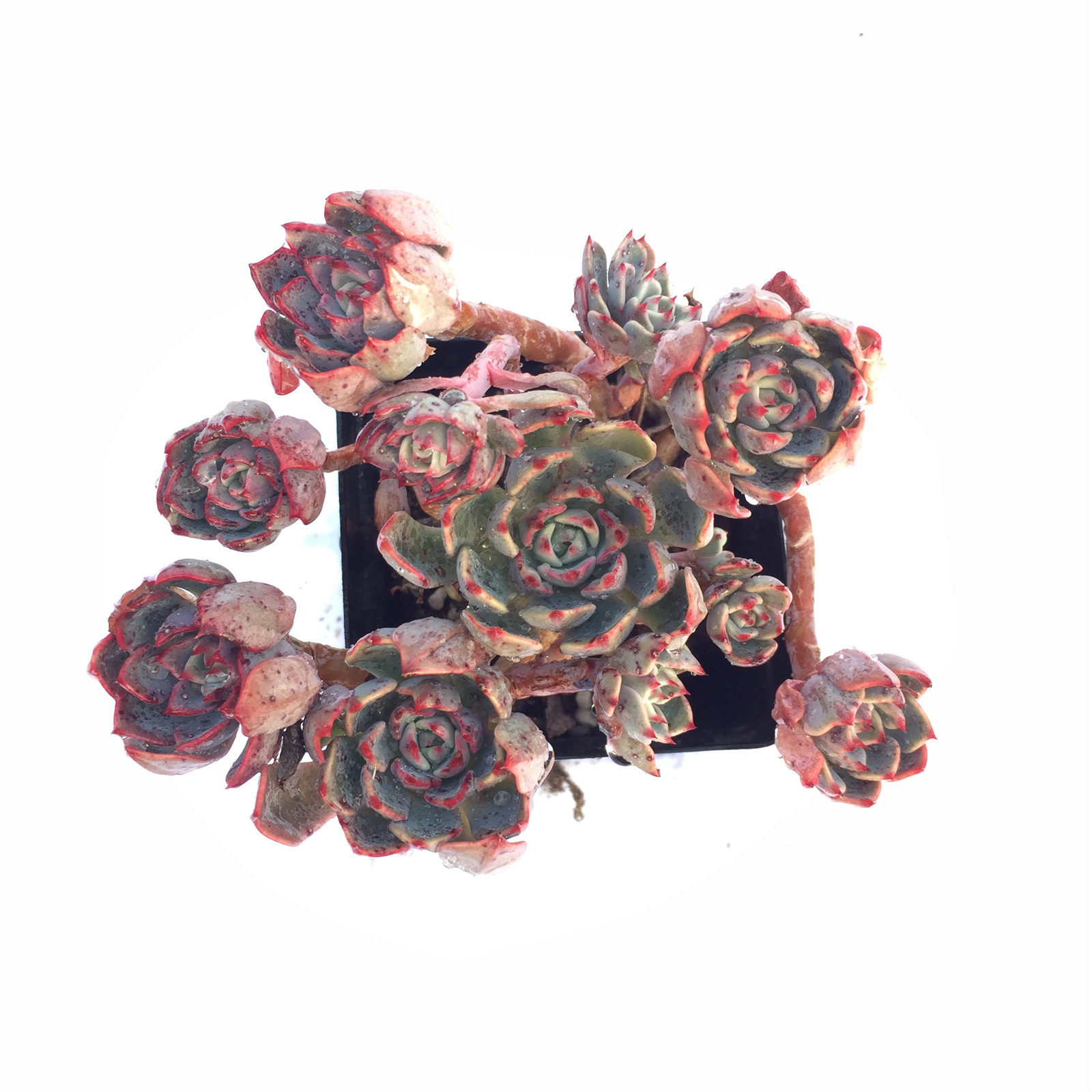 娜娜小勾群生多头木质化老桩易养捧控型多肉植物