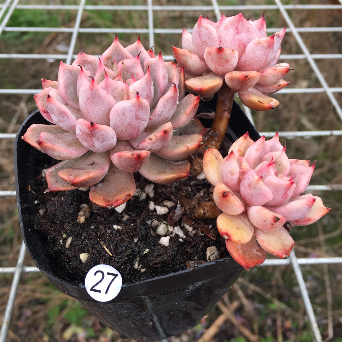 粉爪群生多头单头控萌肉状态系多植物大棚直销多肉植物