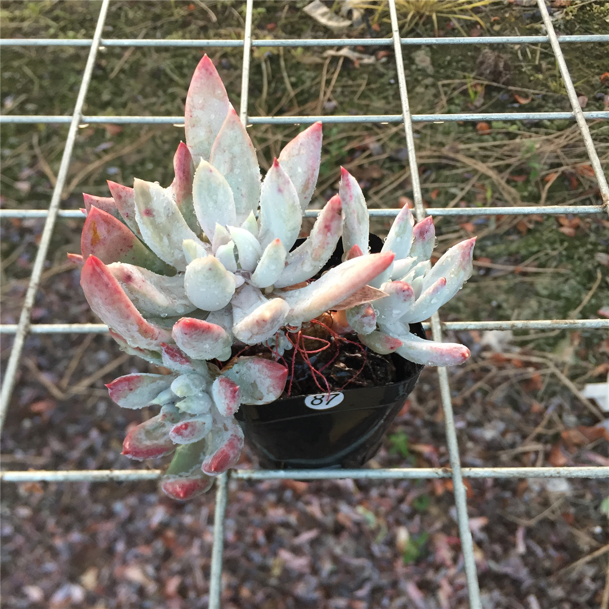 白雪公主白雪女王新品新手多肉植物胖嘟嘟杂交老桩多肉植物