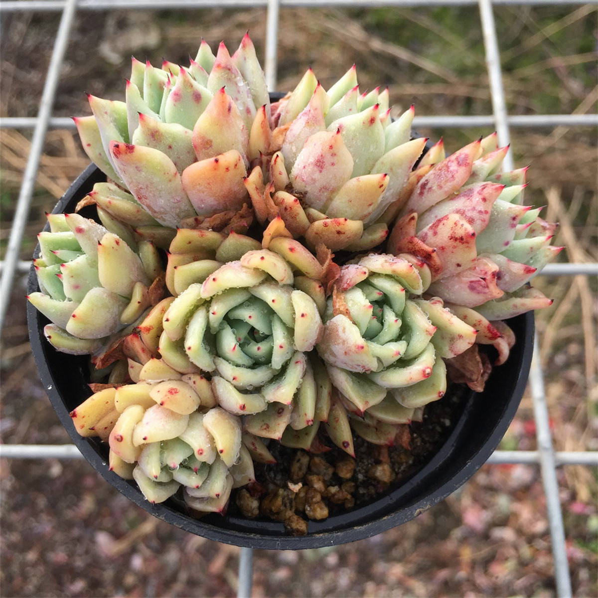 多肉植物吉尔玫瑰爪系杂交新品罕见群生多头多肉植物