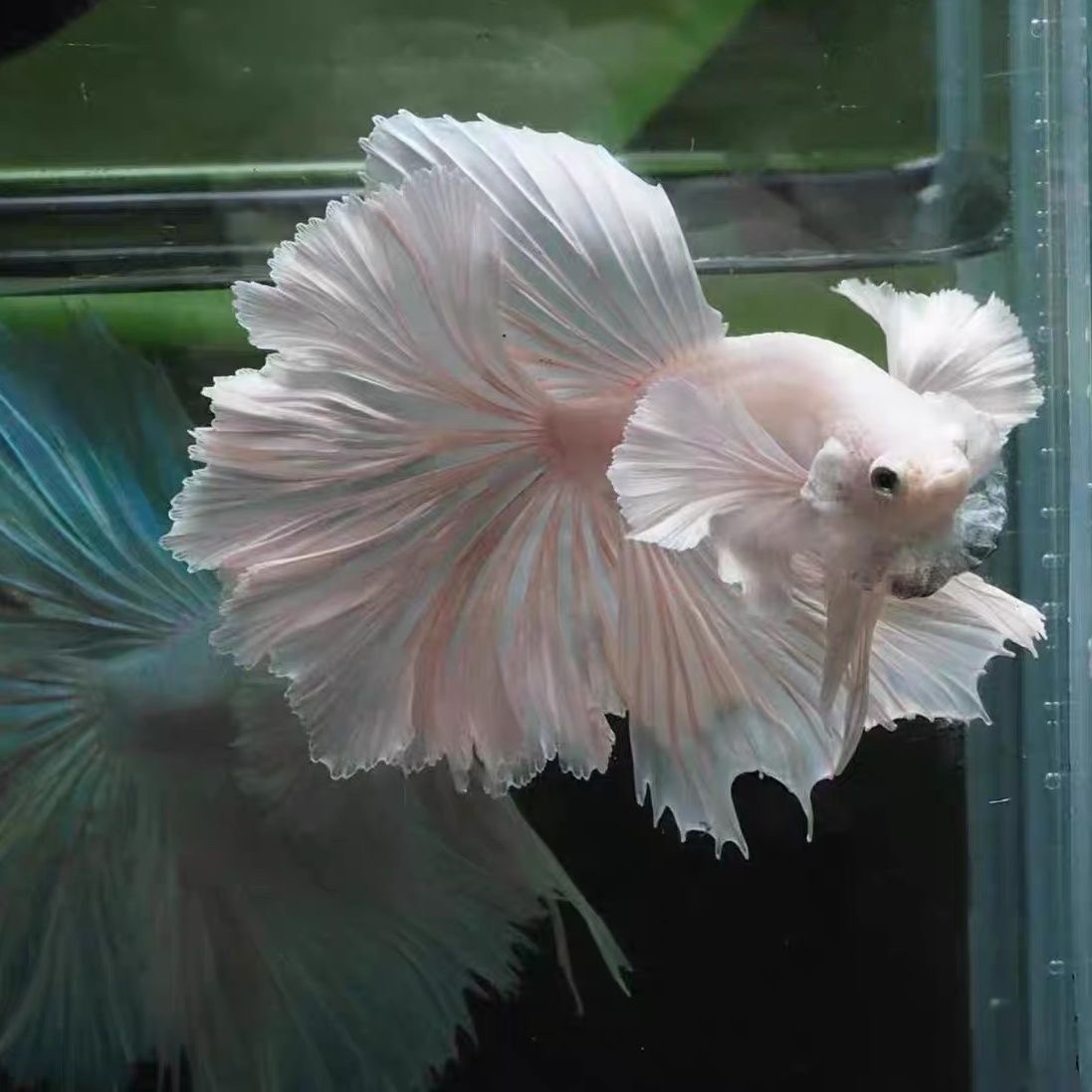 泰国斗鱼马尾狮王半月活体热带鱼仙女鱼谈水鱼鱼