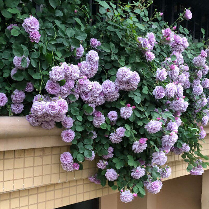 欧洲月季藤本本色阴雨无刺蔷薇浓香爬藤多花时令草本花卉