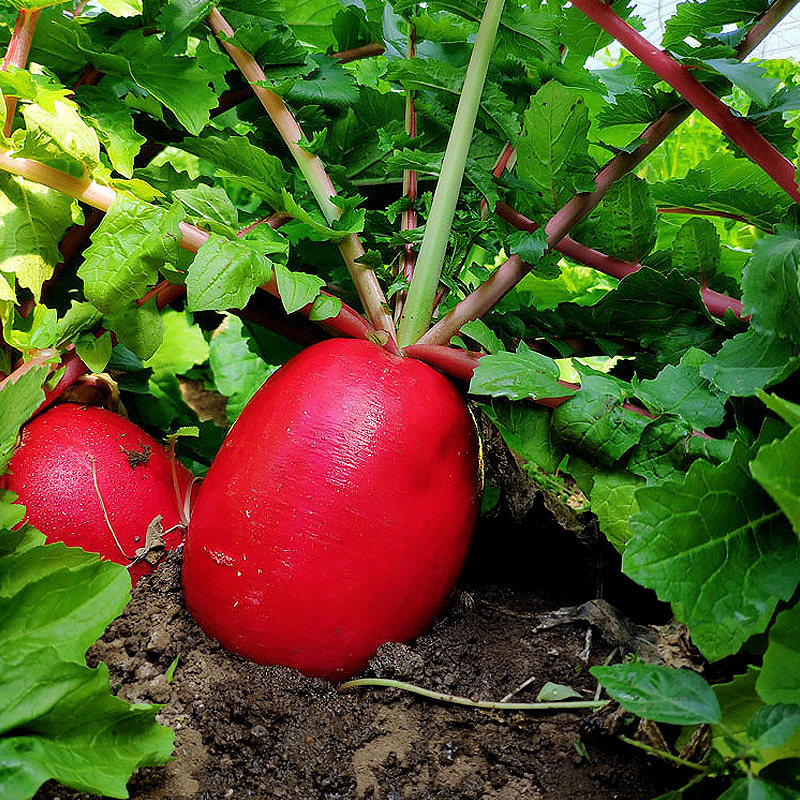 萝卜红皮东北白心大红产地地直发生生吃新鲜萝卜