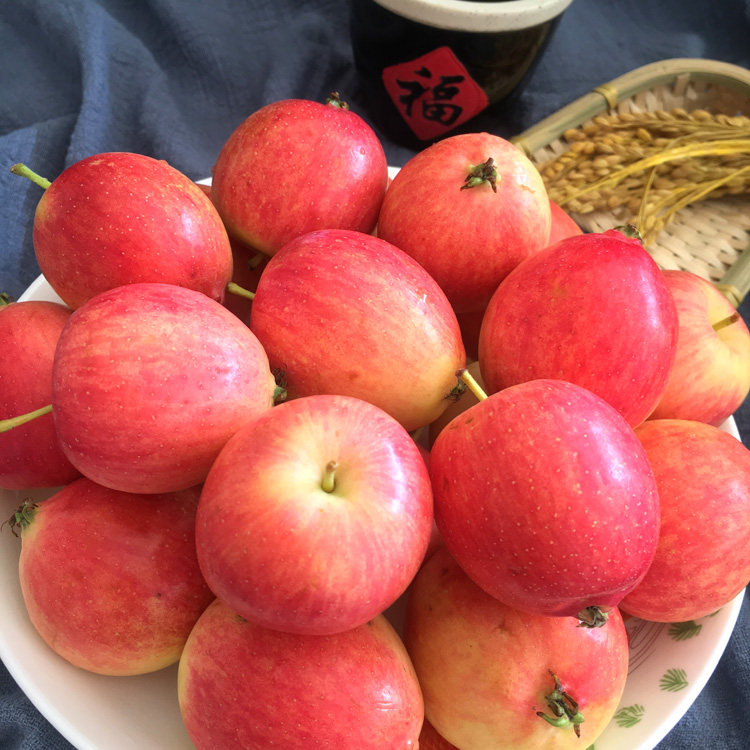 东北k9小沙新鲜水果现摘现发酸甜孕妇水果海苹果