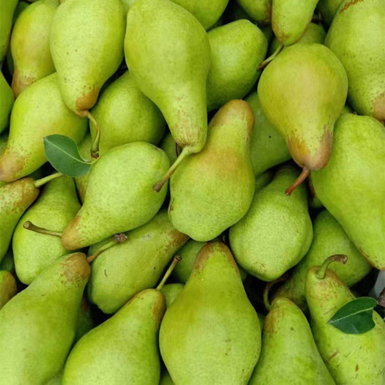 东北特产大头茄梨香蕉新鲜水果啤梨太婆梨软梨