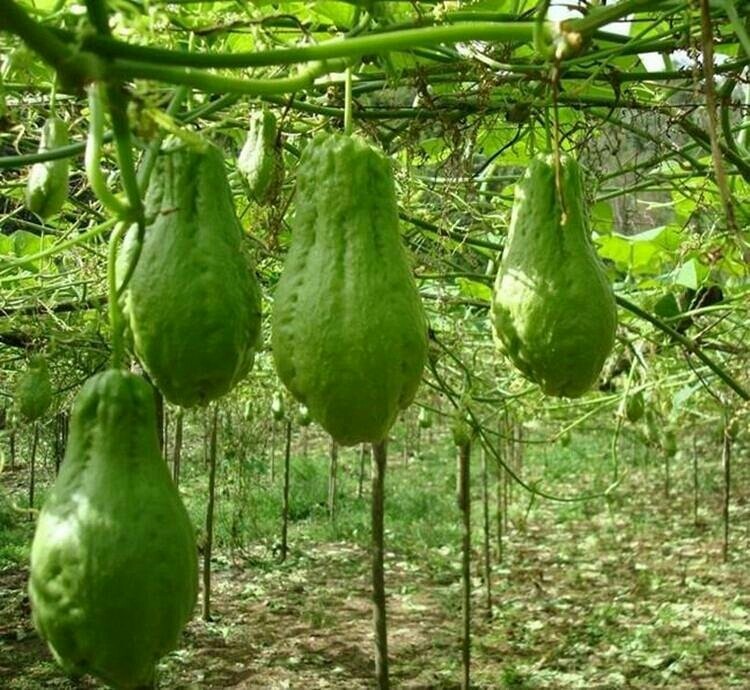 云南佛手新鲜洋瓜丰收瓜倭瓜寿瓜洋丝瓜葵瓜其它