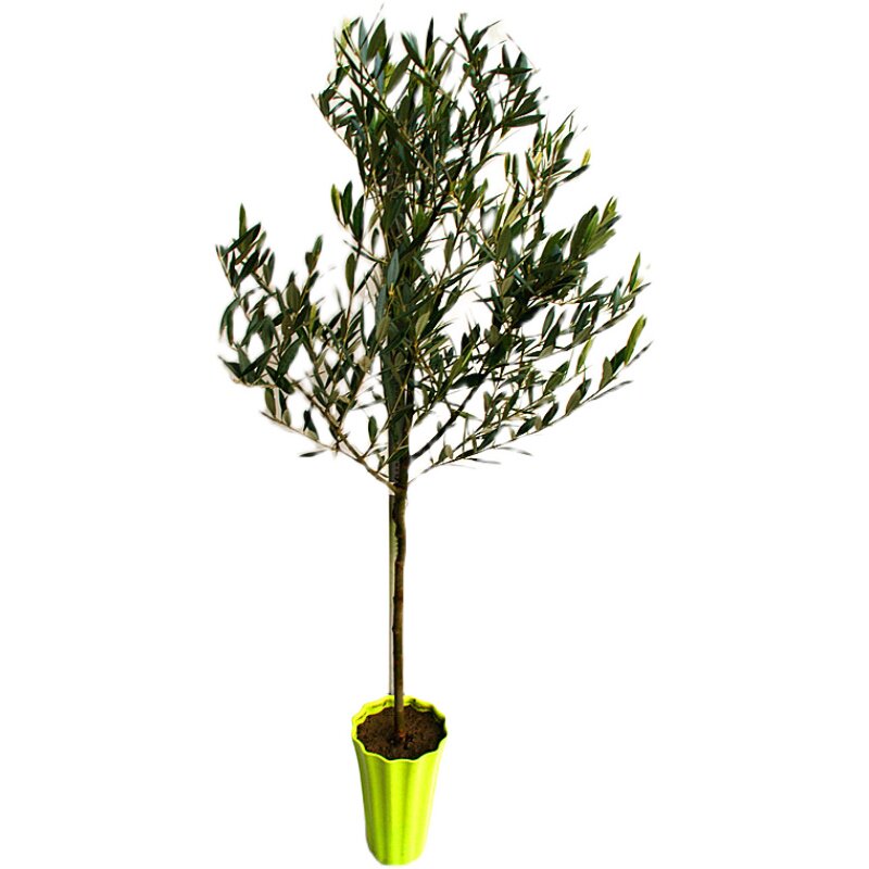 油橄榄橄榄树盆栽棒棒糖直播间带货专用链接下单备注大型绿植