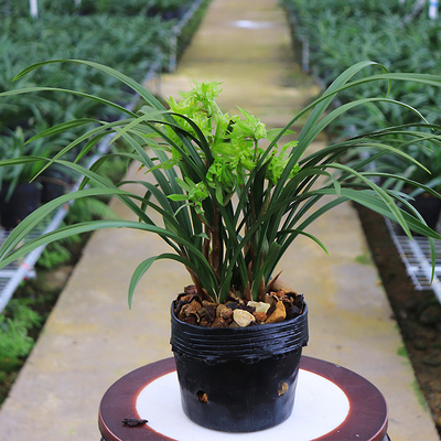 翁源兰花 原生春兰矮种花开富贵 正品极品名贵兰花苗盆栽浓香兰草