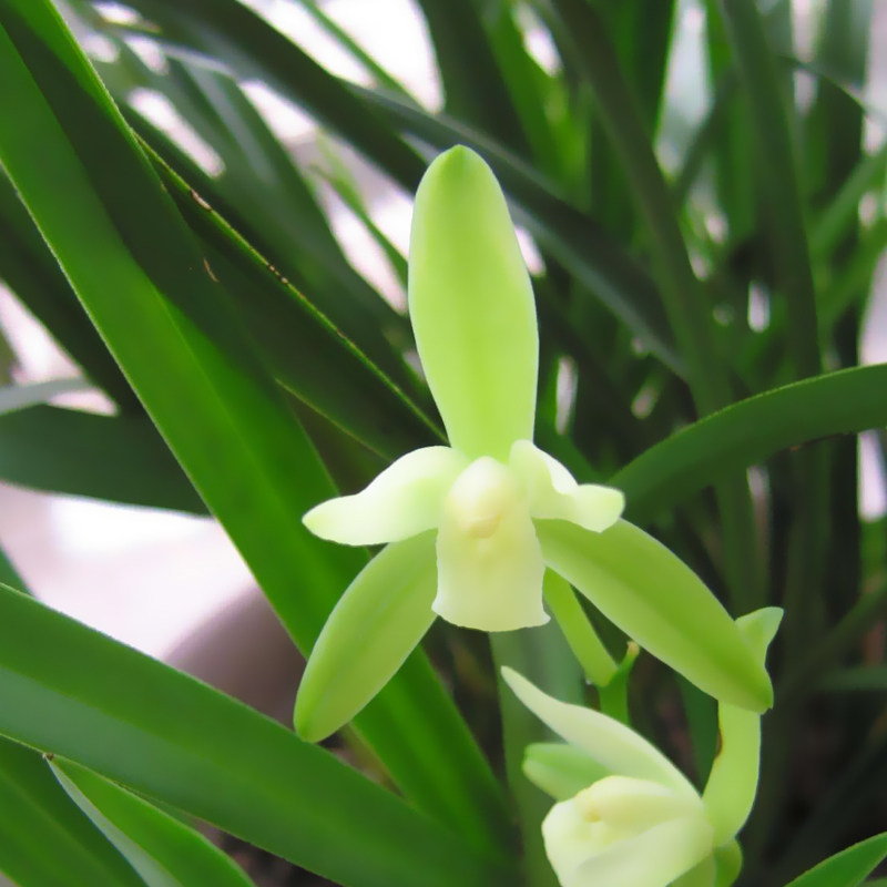 兰花铁骨素心建兰四季浓香香型花苗盆栽植物花卉