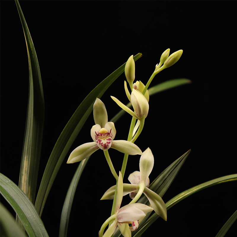 兰花翁源唐伯虎建兰系列花苗四季金边虎斑艺名时令草本花卉