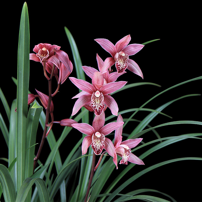 带花苞兰花苗 台北小姐 浓香兰花盆栽植物名贵室内四季好养兰草