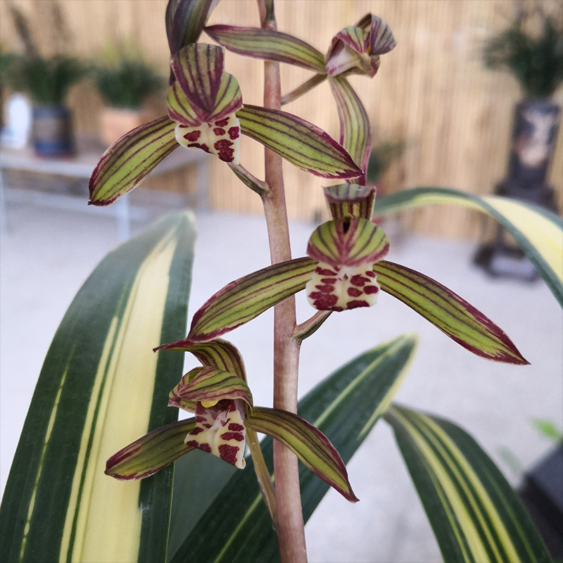 翁源兰花宇宙精品名贵品种墨兰兰金边线艺中时令草本花卉