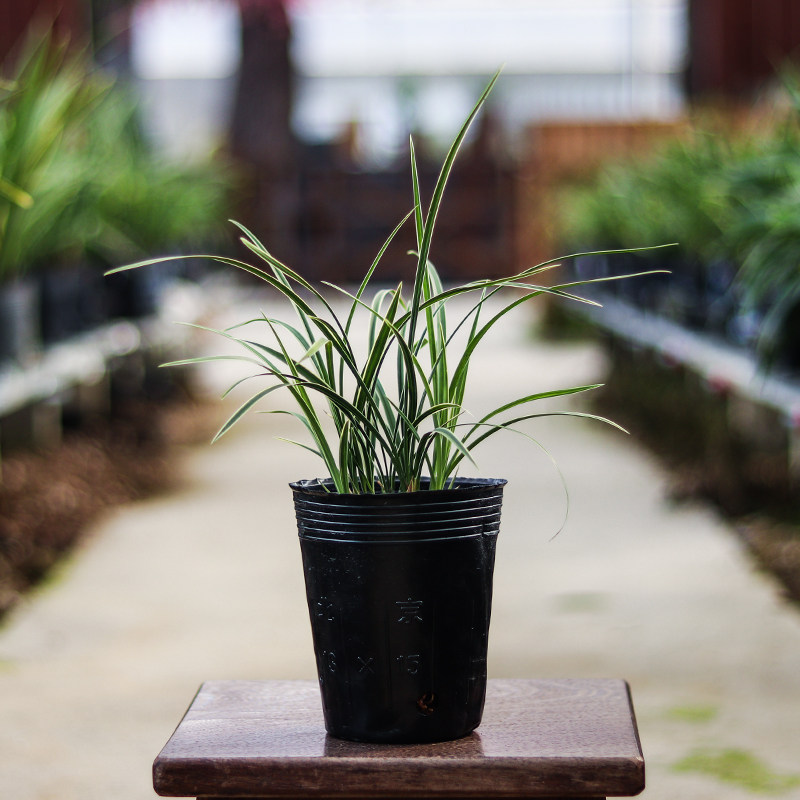 花苞皎月矮种金边细叶好养浓香香型兰花花苗花卉
