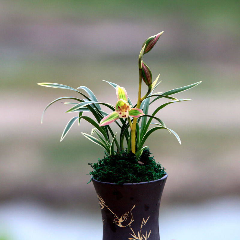 金边兰花矮种 帝王妃 兰花苗盆栽植物名贵室内四季好养浓香型兰草