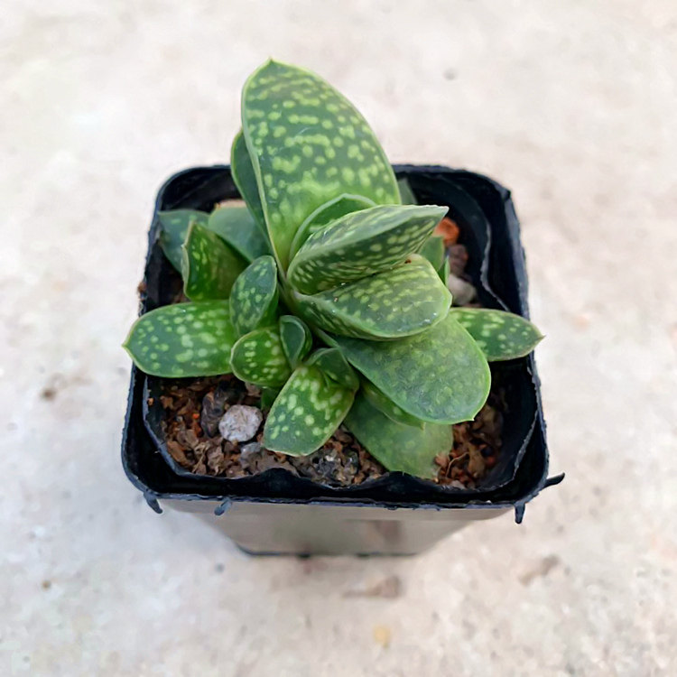 植物招财元宝多肉盆栽客厅绿植花卉室内好养多肉植物