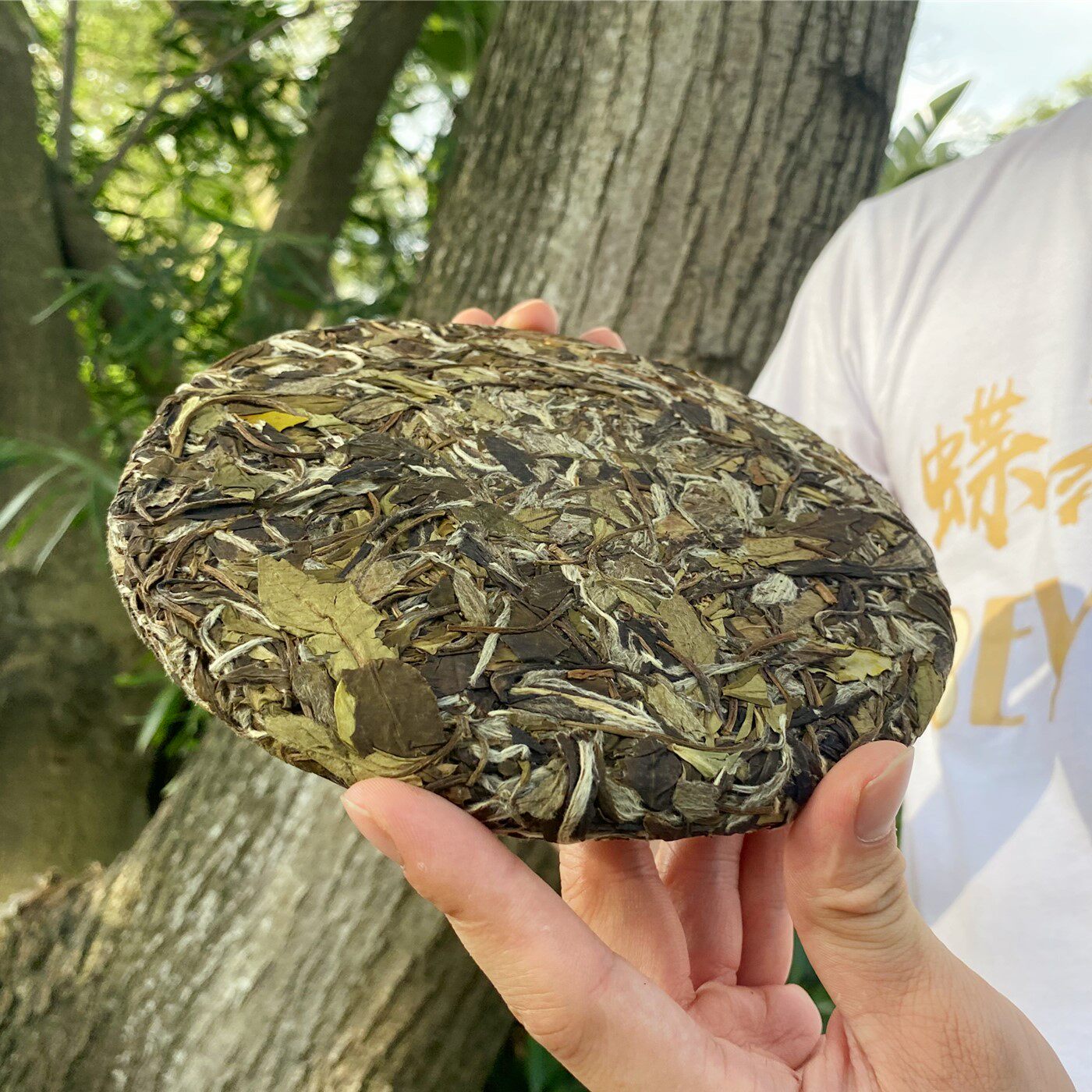 福鼎管阳高山白茶老白茶饼茶饼白茶白牡丹茶叶300g白牡丹