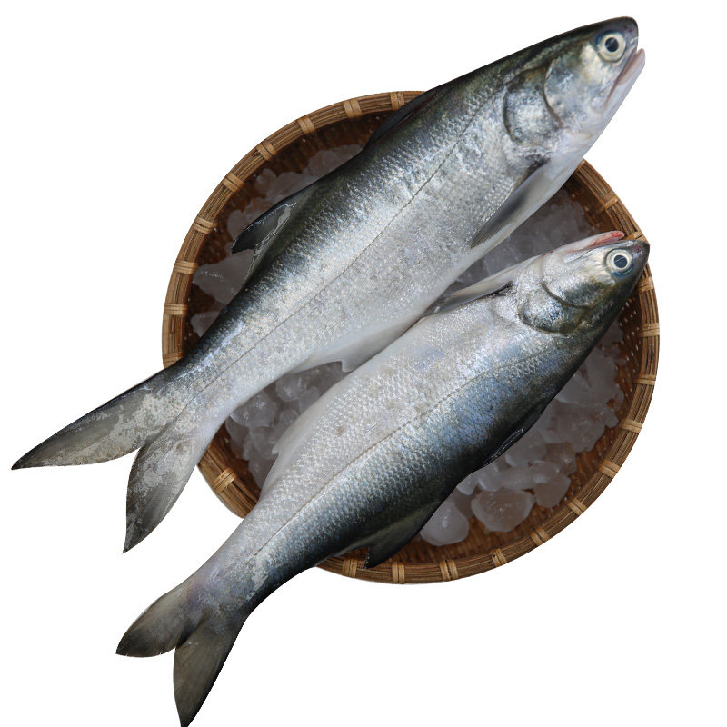 逃跑鲜生 午鱼马友鱼鲅鱼馅午笋鱼大鲅鱼青占鱼马