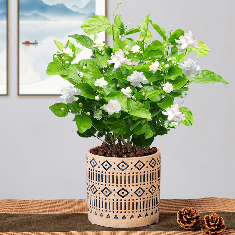 茉莉花盆栽花卉植物室内常年绿植阳台好养易活时令草本花卉