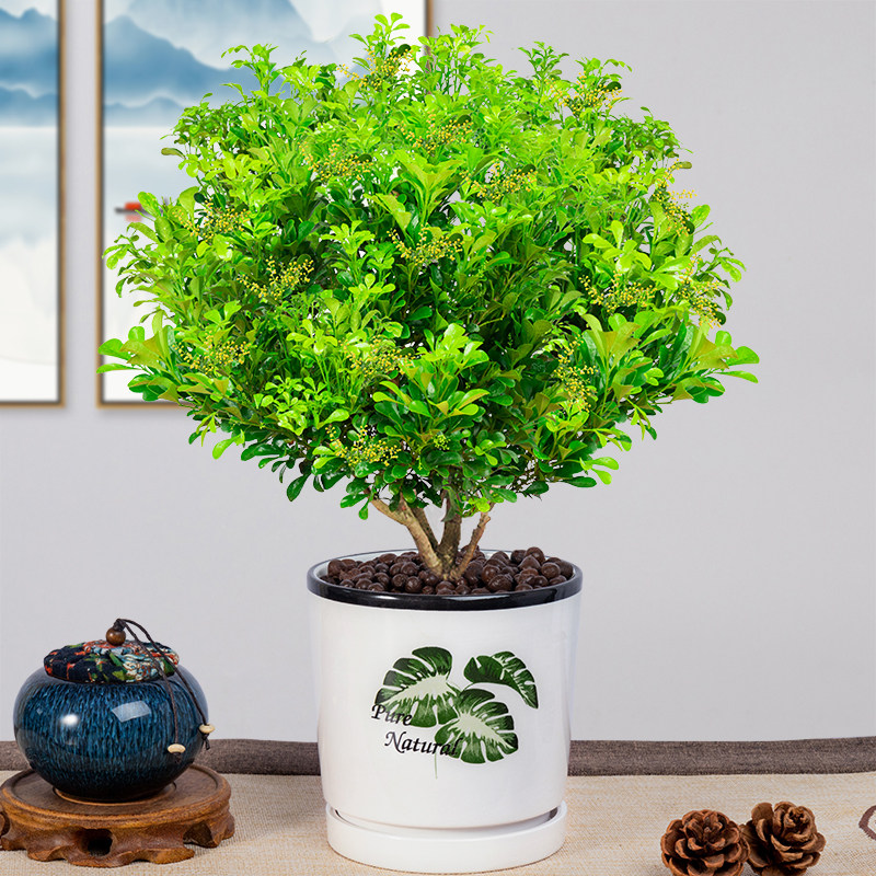 米兰花盆栽花苗浓香香型好养常年很香室内植物花卉