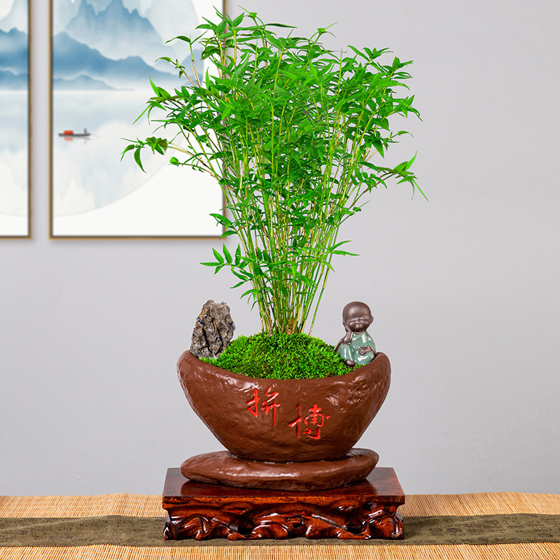 米竹盆景植物凤尾室内小型观赏竹好养易观音绿植