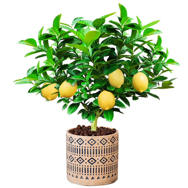 香水柠檬盆栽室内四季花卉水果柠檬树植物阳台绿植