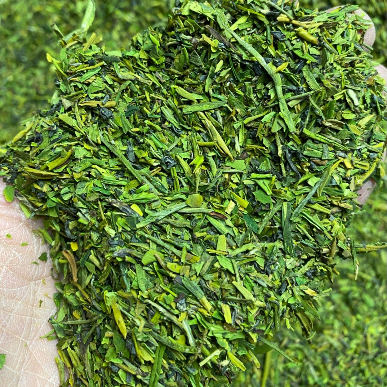 白茶高碎茶浓香耐泡型茶末茶碎黄金芽茶一斤500g其它绿茶