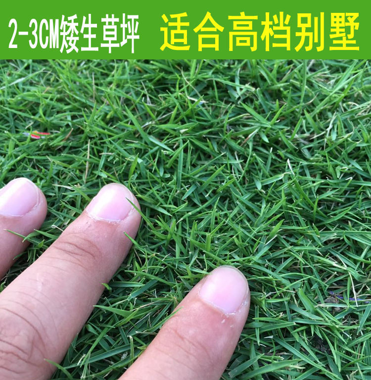 草籽草坪种子庭院别墅耐寒四季常青修剪草皮家庭园艺种子