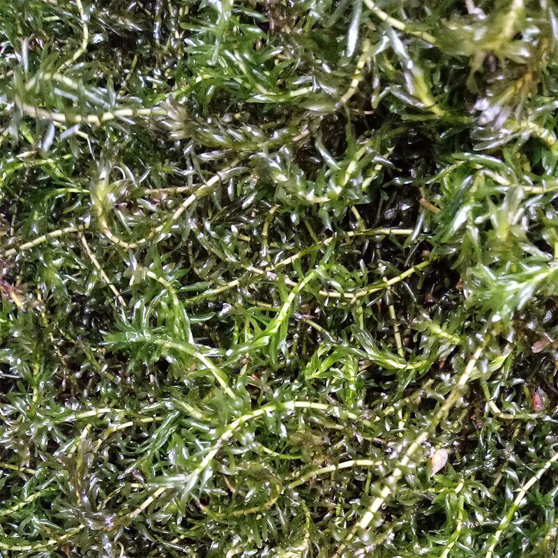 水草草鱼鱼塘种子轮叶黑藻小龙虾鱼蟹养殖专用水草