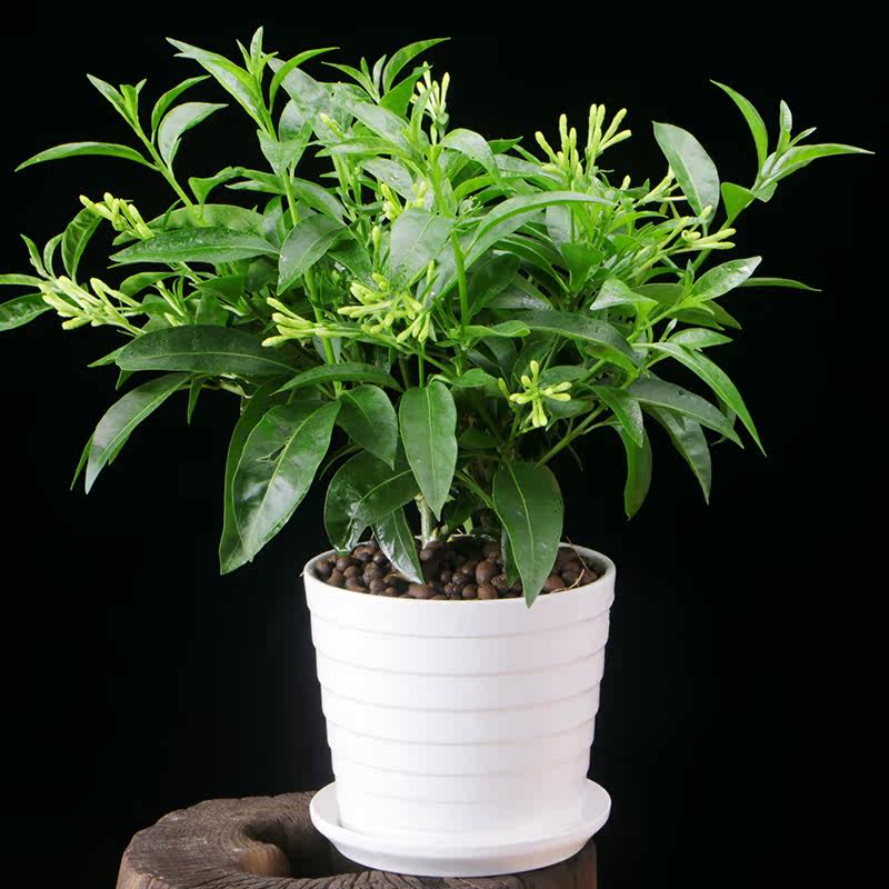 夜来香盆栽卧室花卉客厅观花植物净化空气室内花驱蚊四季带花浓香