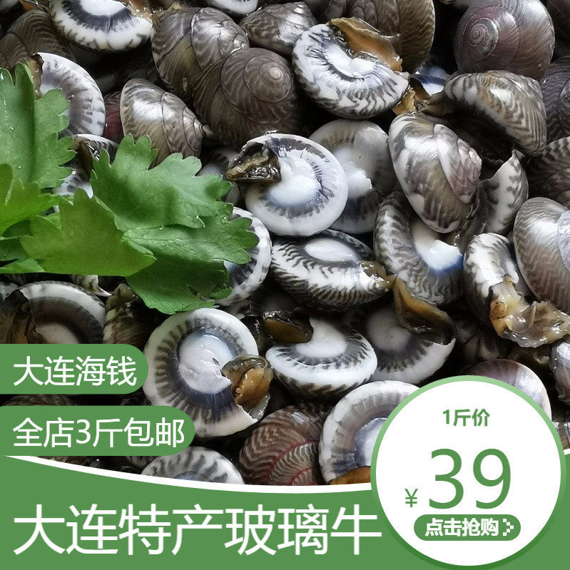 鲜活大连钱鲜活休闲瓜子螺海海货香波玻璃钱儿泥螺