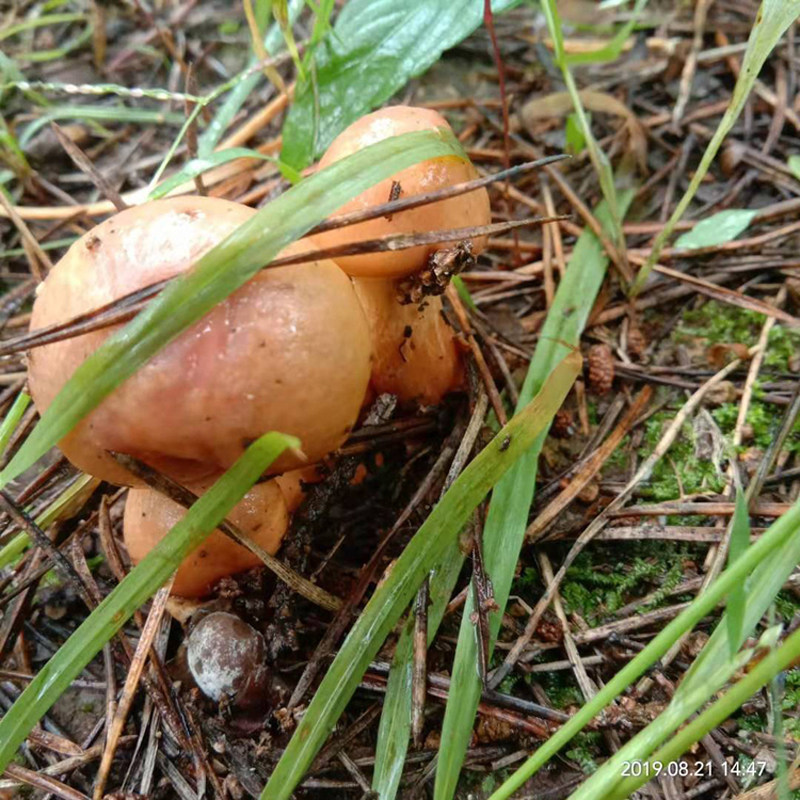 松蘑红松野生松树红蘑菇红肉鸡血东北红蘑250g香菇类