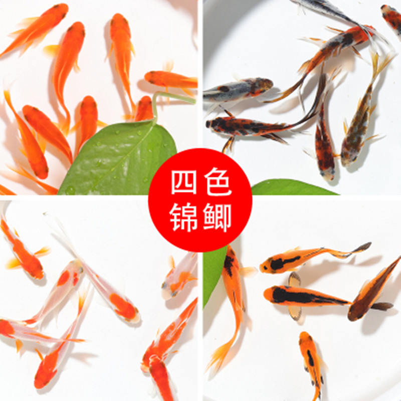 金鱼活体锦鲫锦鲤活鱼观赏鱼淡水鱼冷水鱼小型鱼苗鱼