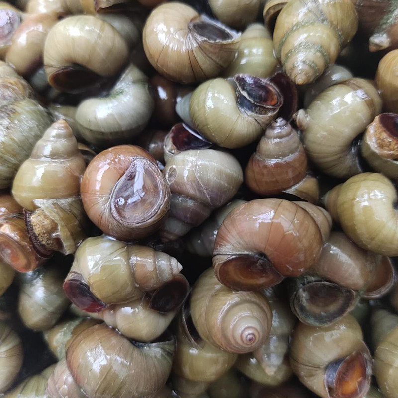 产地现发斤送包邮三三斤现捕直销500g水泥淡水泥螺