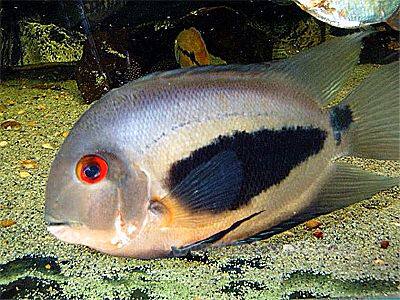 大吉大利黑云粗线银板鱼高身虎纹银板鱼三角鲷科鱼