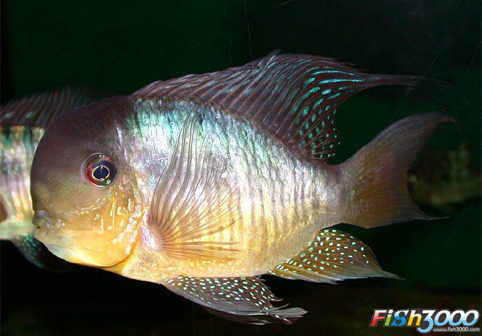 刀鱼尚鱼红珍珠蓝宝石朱巴力鱼朱巴利旗鱼飞凤活体鱼