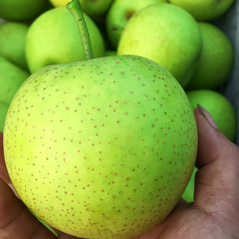 安徽特产箱包梨整摘青脆现香甜水果砀山新鲜梨