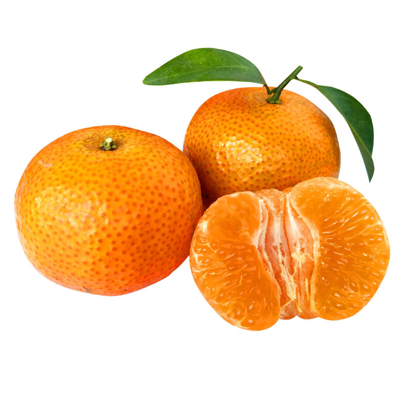 不打蜡桔子正宗四会砂糖橘新鲜包邮10斤无籽沙糖桔带叶送礼水果