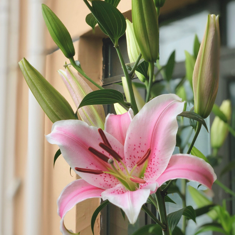 索邦百合种球新球多年生香水百合花种宿根进口版包种球