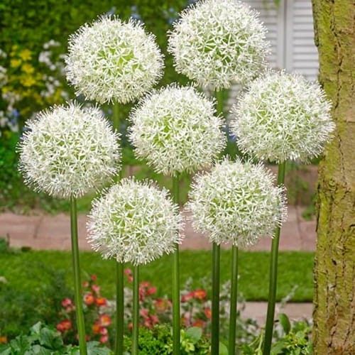 进口大花葱大种吉安花绒球葱庭院盆栽园艺绿化种球