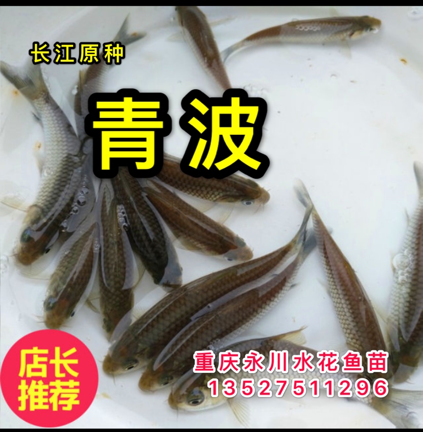 青波鱼苗青板活体鱼苗优质中华倒刺鲃草鱼活体鱼苗活体
