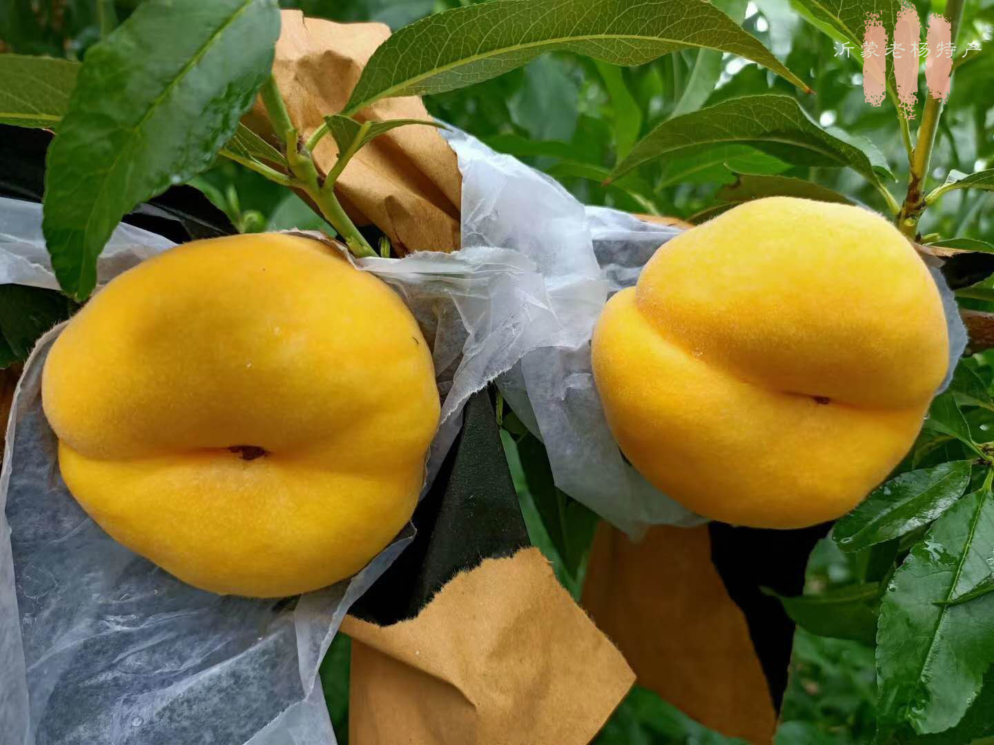 蟠桃黄金肉大发黄现摘黄蟠桃蒙阴山东桃子包邮扁桃