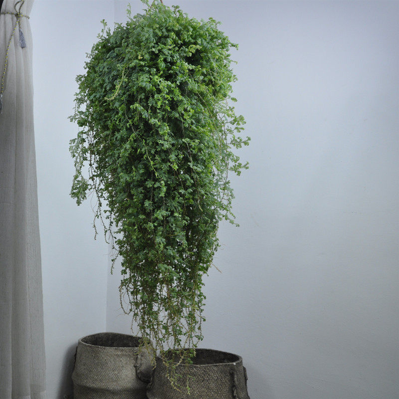 植物变色龙造景室内外盆景吊挂墙壁新奇盆栽奇花异草绿植